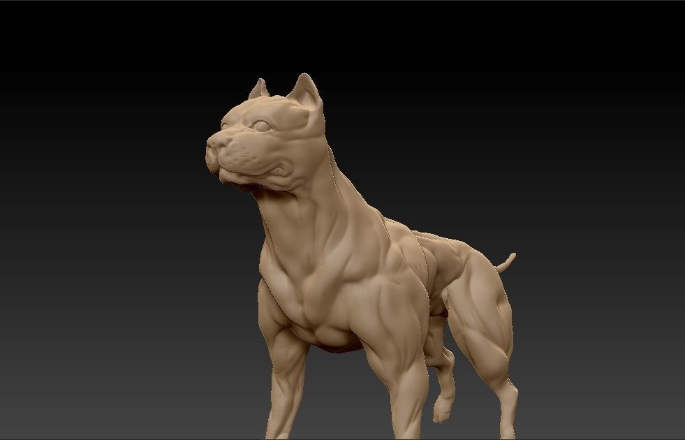 standing muscular american pitbull terrier dog 3D print model_3