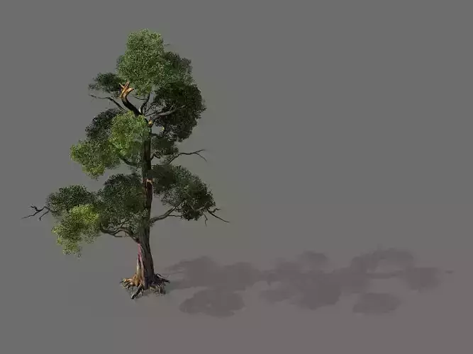 Game Model - Forest - Tree 11