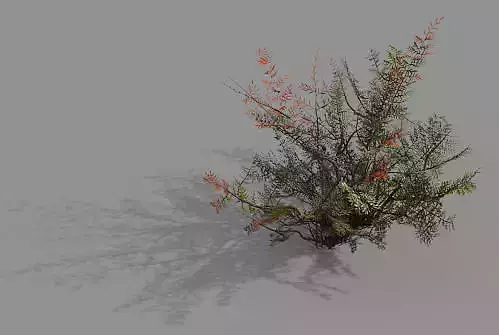Game Model - Forest - Weed