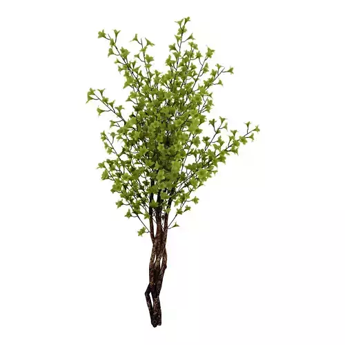 Forest plants - Small trees 032