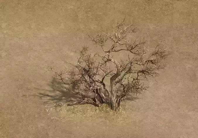 Desert Barracks - Dead Tree 04 3D model