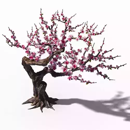 Peach Blossom Island - Peach Tree 01