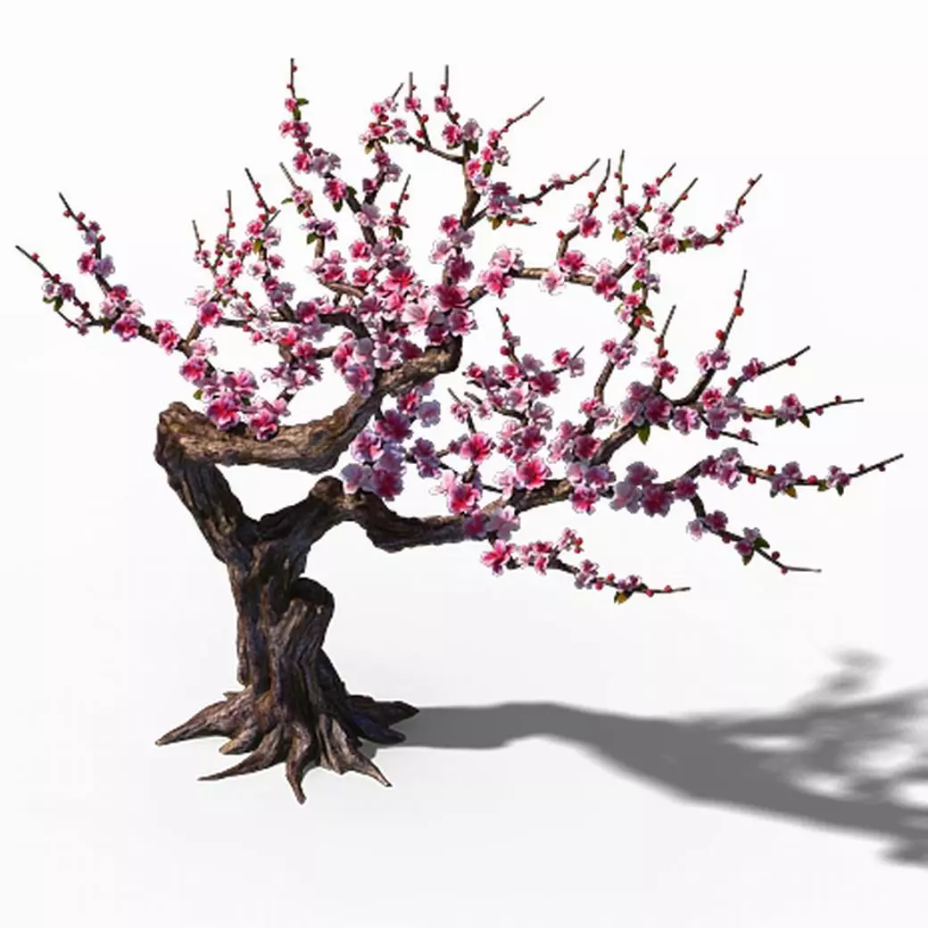 Peach Blossom Island - Peach Tree 01 3D model_0