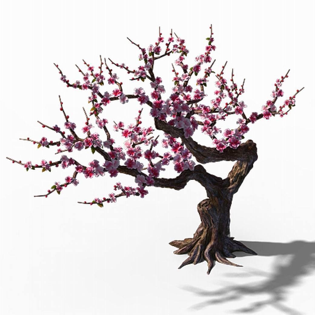 Peach Blossom Island - Peach Tree 01 3D model_6