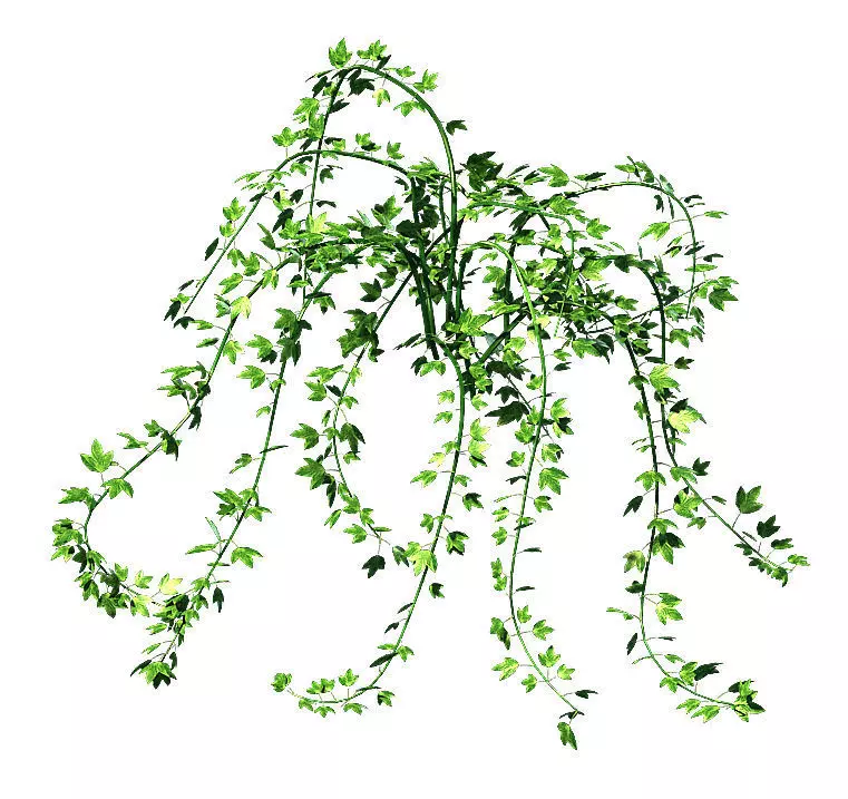 General plant - vines 35 3D model
