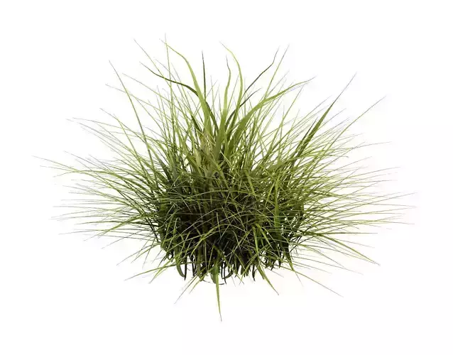 General plant - flowers 34