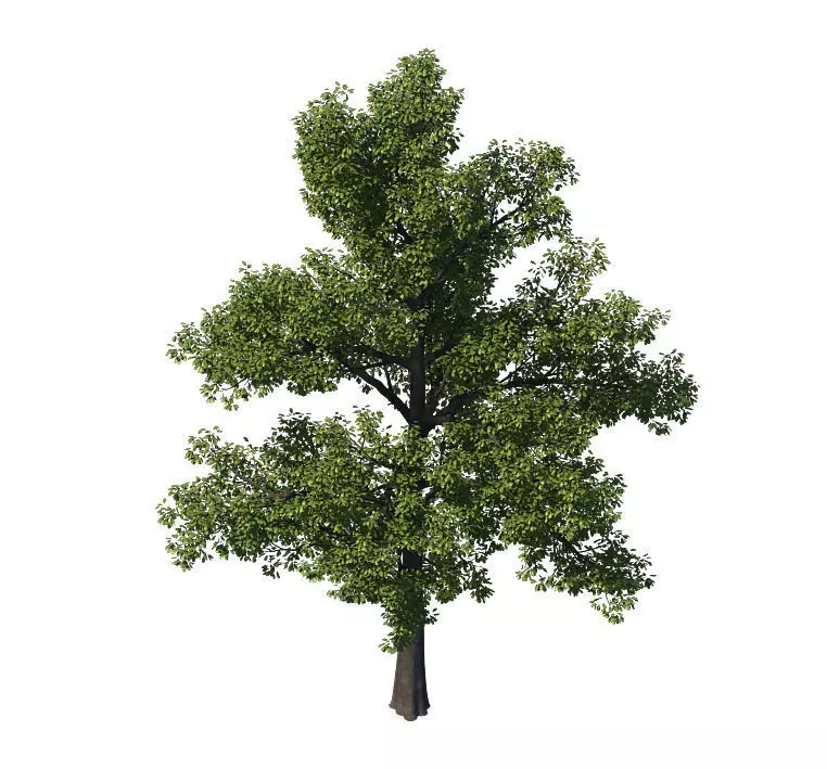 General plant - tree 35 3D model_0