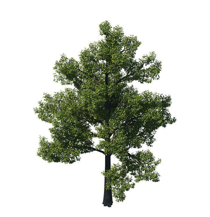 General plant - tree 35 3D model_5