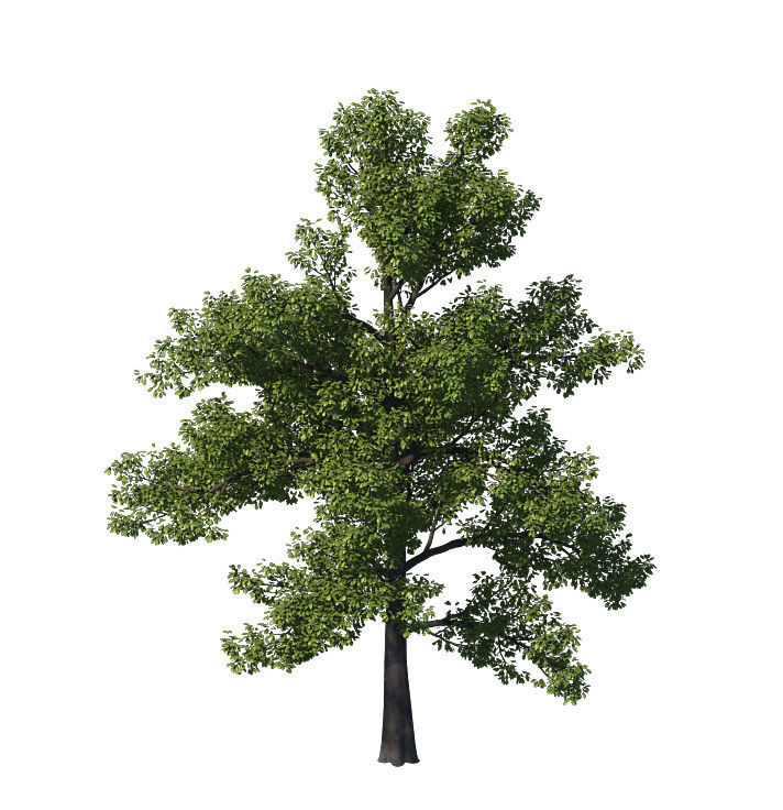 General plant - tree 35 3D model_4