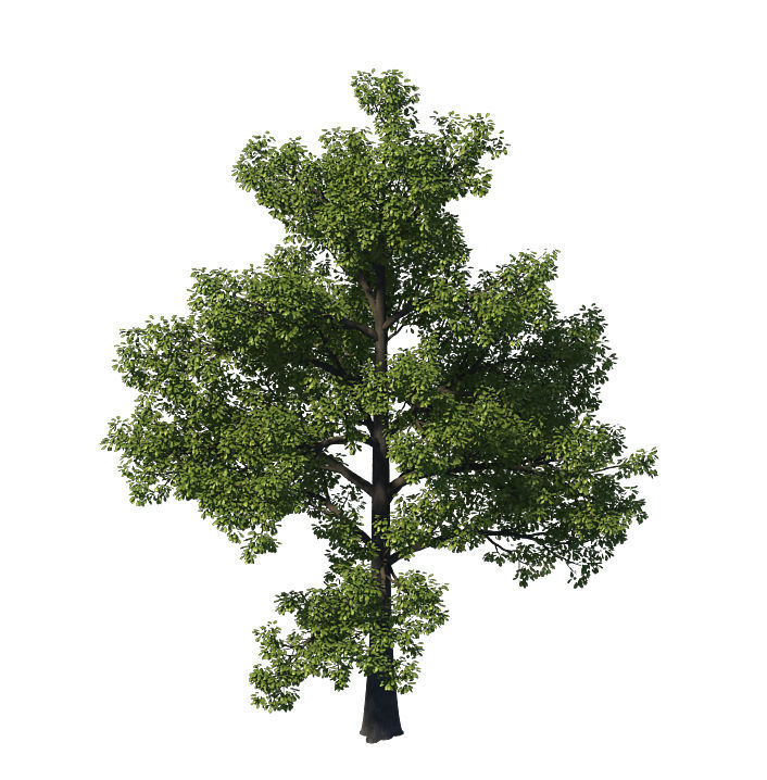General plant - tree 35 3D model_6