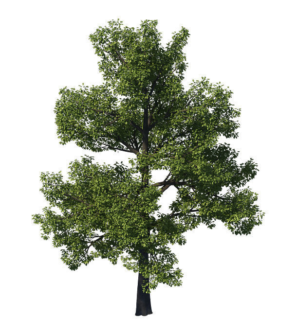 General plant - tree 35 3D model_1