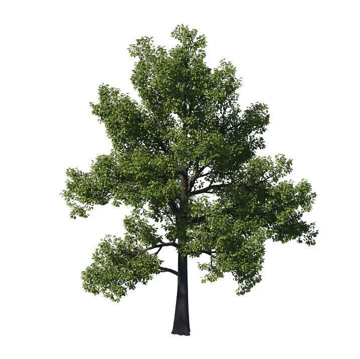 General plant - tree 35 3D model_7