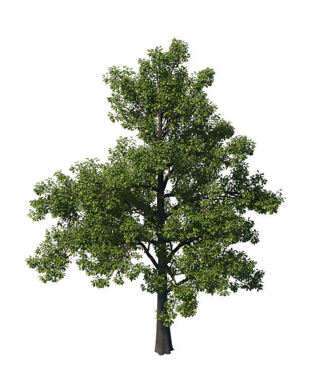 General plant - tree 35 3D model_3