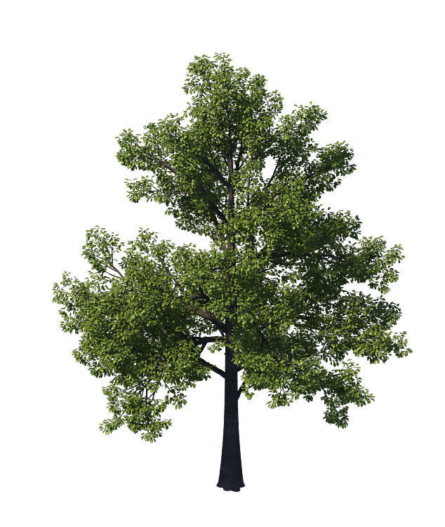 General plant - tree 35 3D model_2