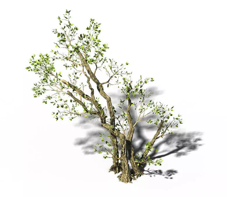 General Plant - Trees 01 3D model