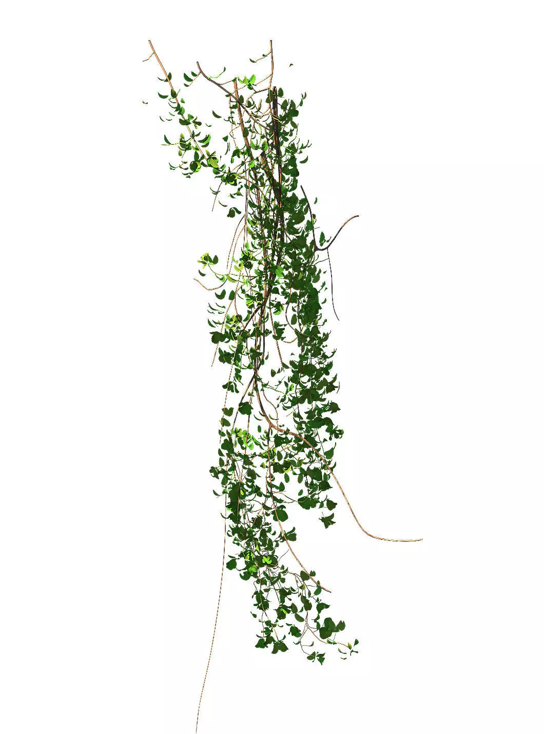 General plant - vines 02 3D model