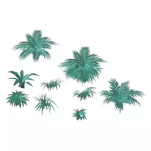 Snow plant - flowers 62