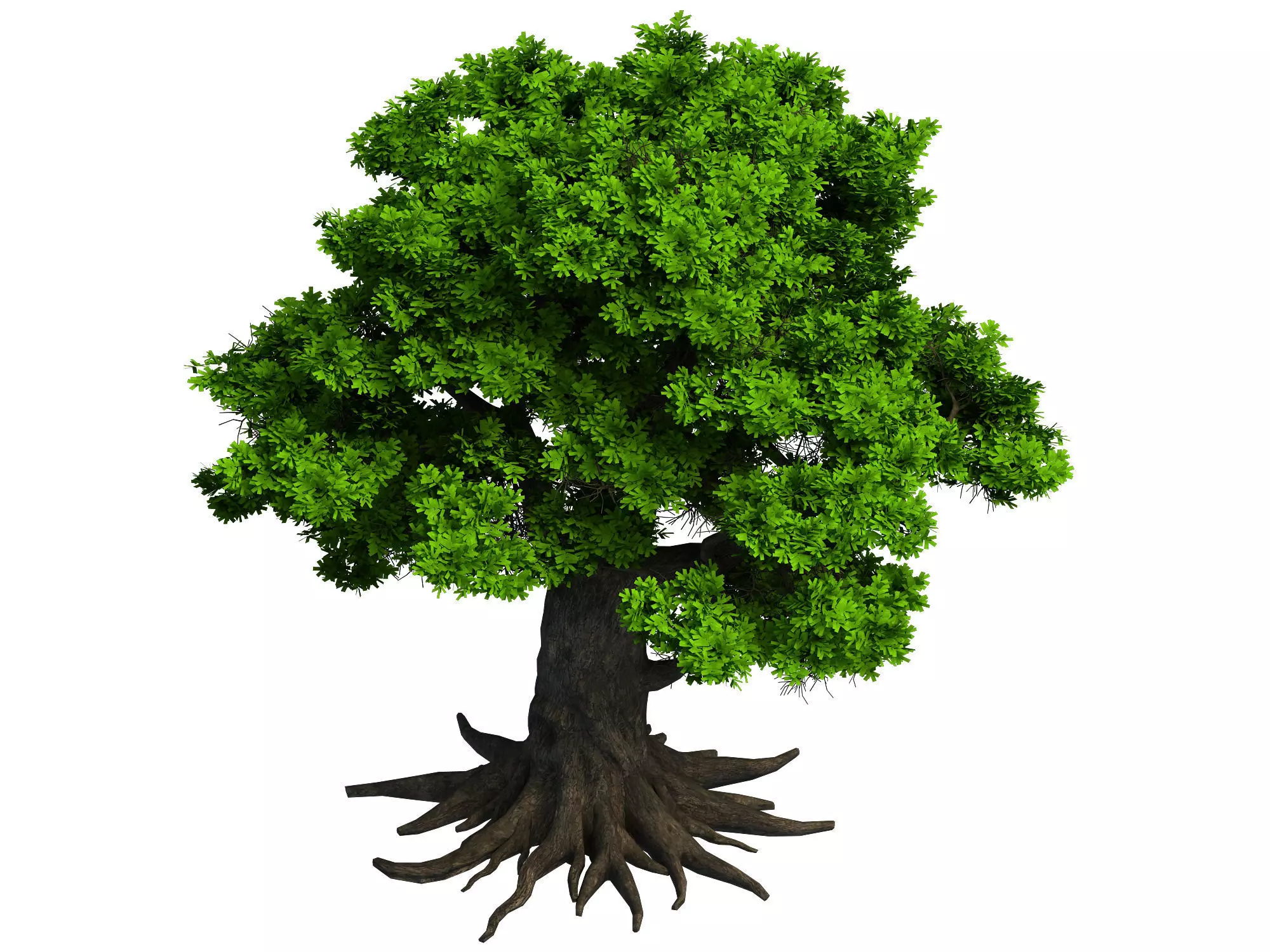 Plant - big banyan tree 053 3D model_0