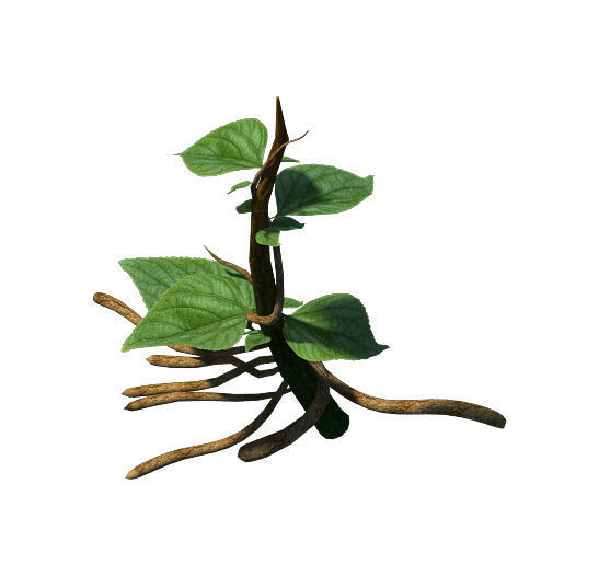 Plant Trees - Vines 01 3D model_1