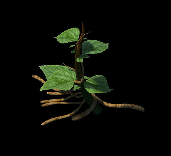 Plant Trees - Vines 01 3D model_5