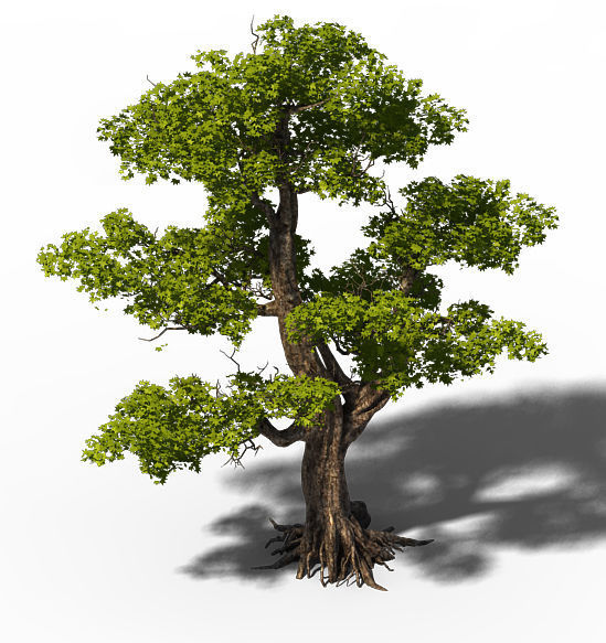 Plant - Windy Grassland Trees 03 3D model_3