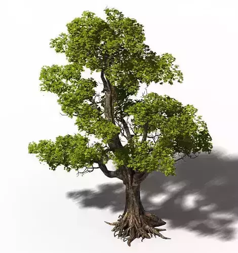 Plant - Windy Grassland Trees 03