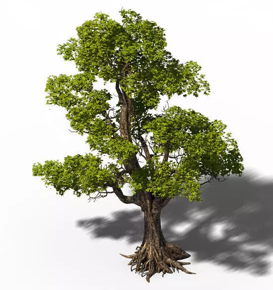 Plant - Windy Grassland Trees 03 3D model_0