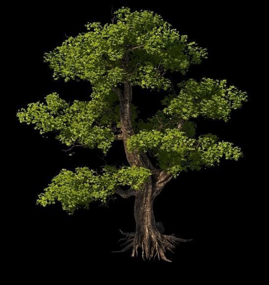Plant - Windy Grassland Trees 03 3D model_4