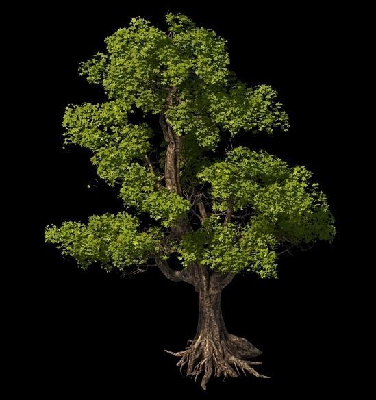 Plant - Windy Grassland Trees 03 3D model_5