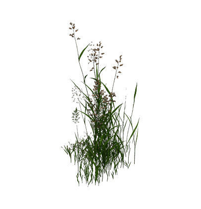 Plant - flowers 33 3D model_6