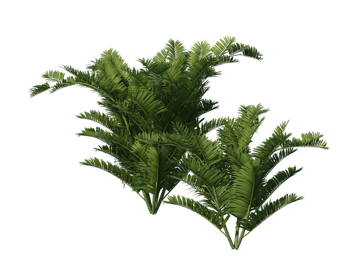 Plant - tropical tree 3D model_2
