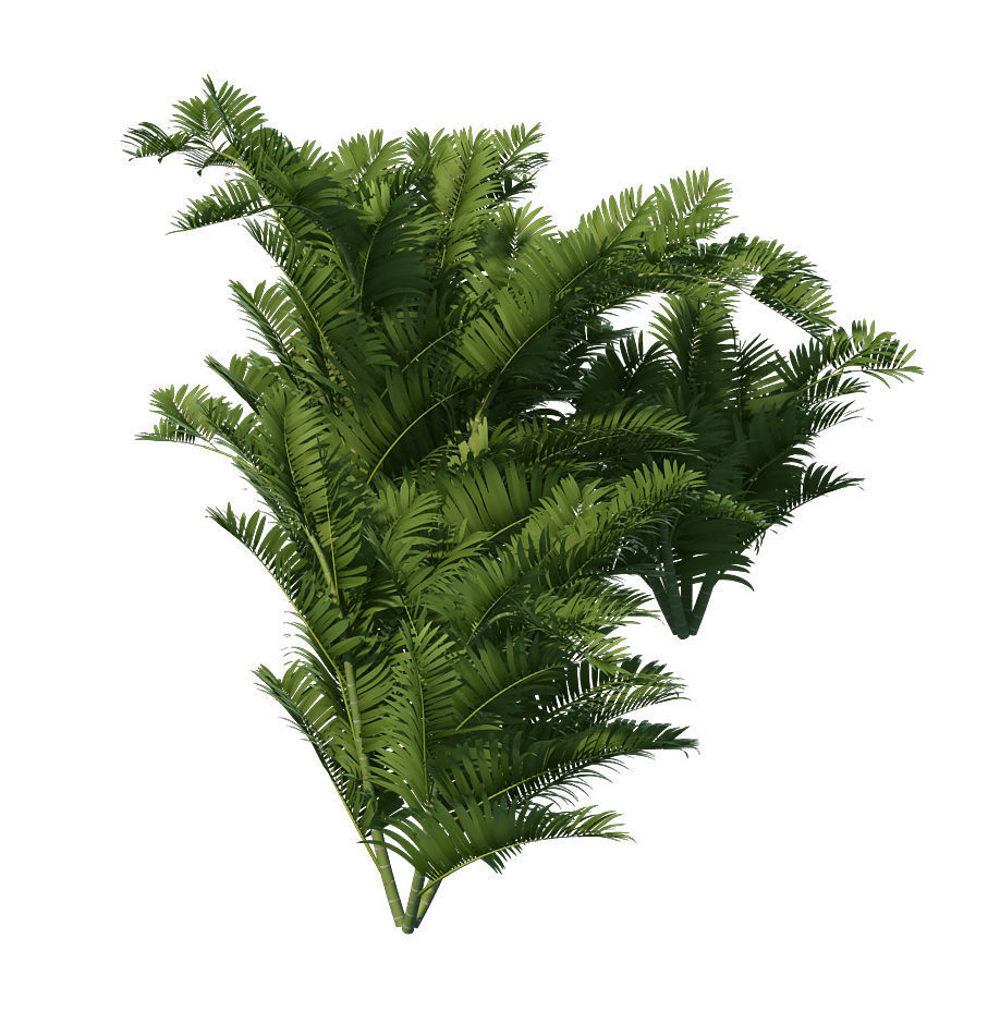 Plant - tropical tree 3D model_3