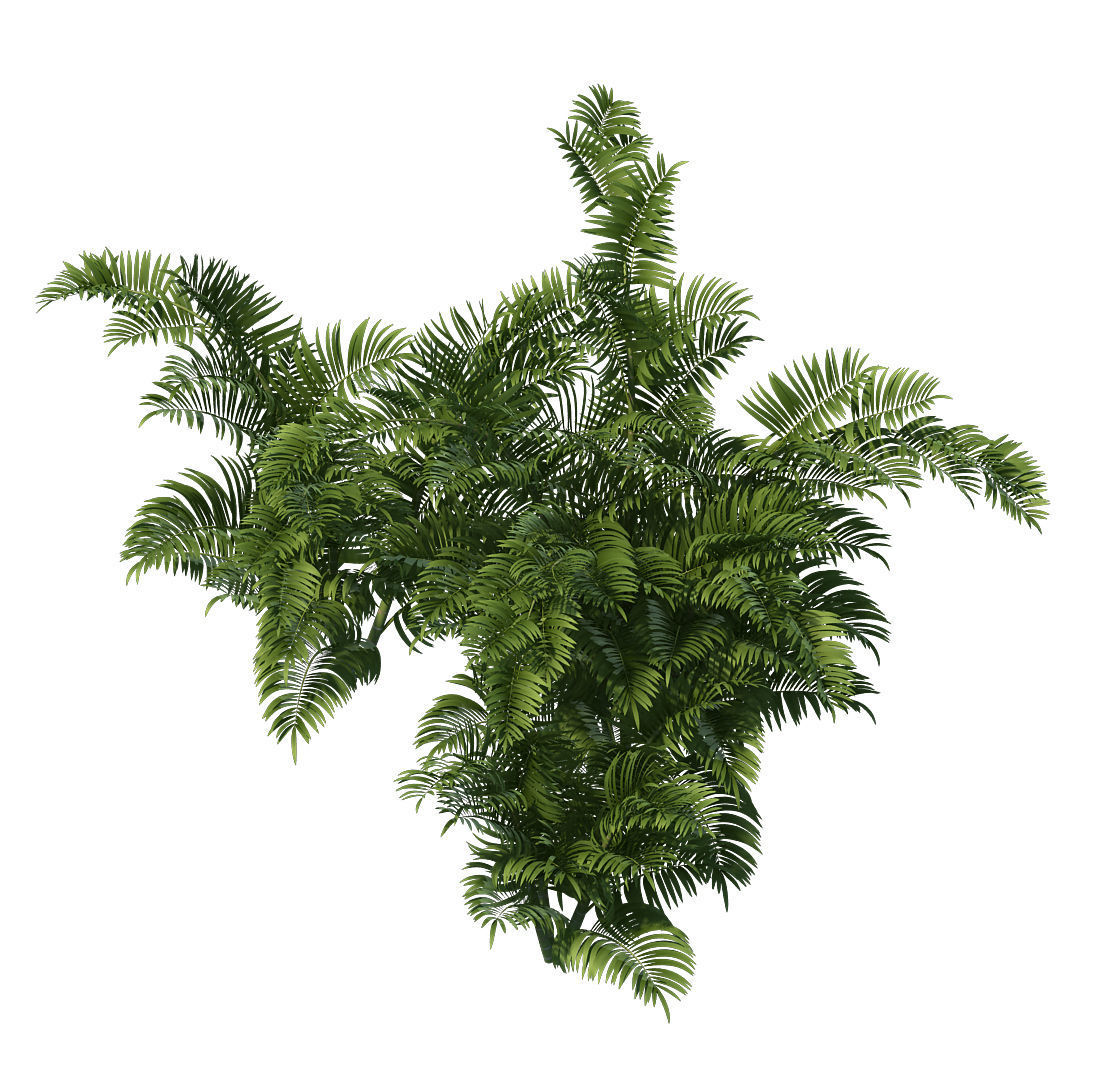 Plant - tropical tree 3D model_6
