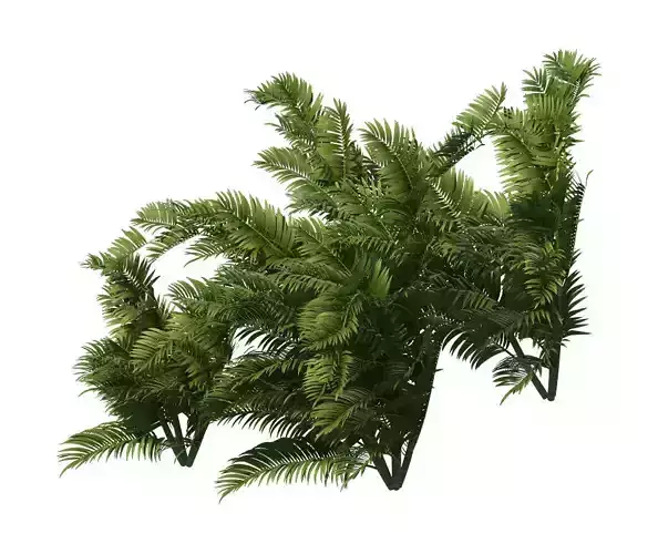 Plant - tropical tree