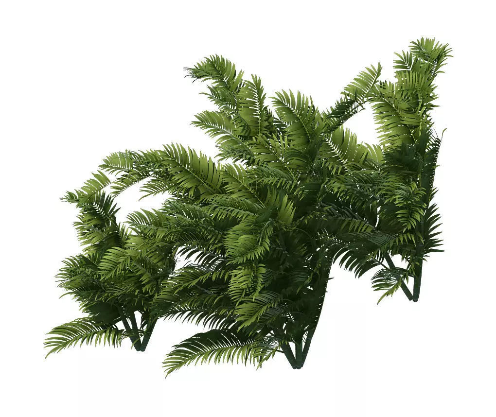 Plant - tropical tree 3D model_0