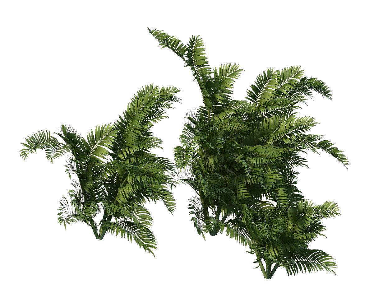 Plant - tropical tree 3D model_5