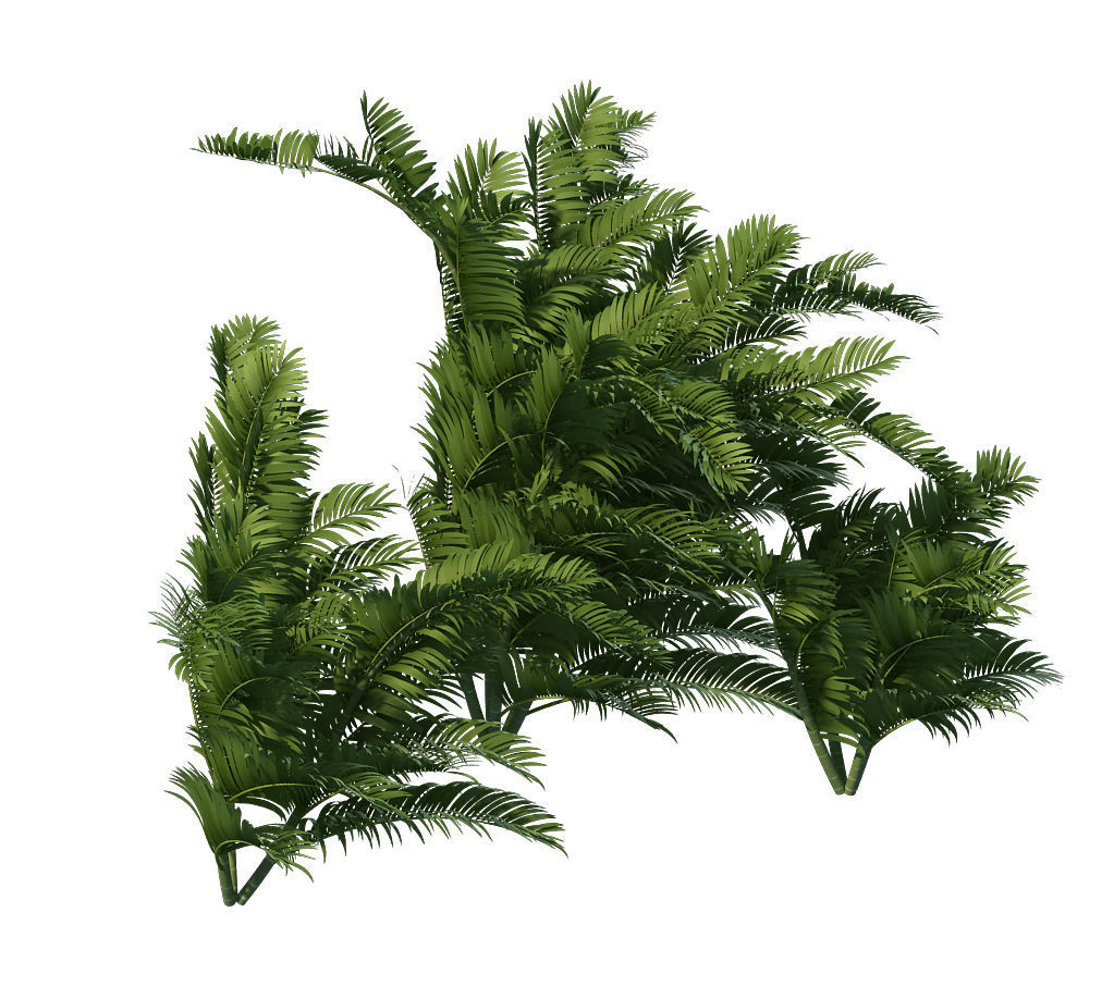 Plant - tropical tree 3D model_4