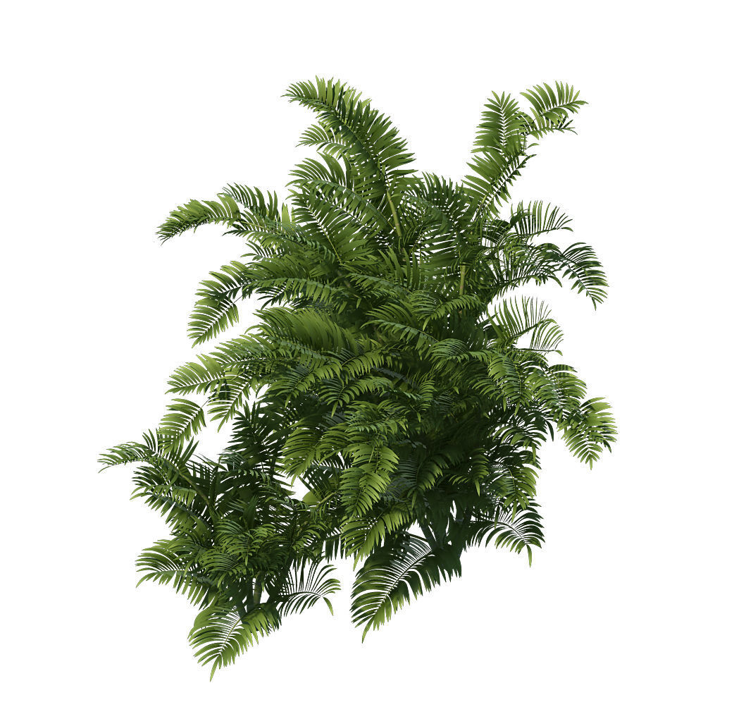 Plant - tropical tree 3D model_7
