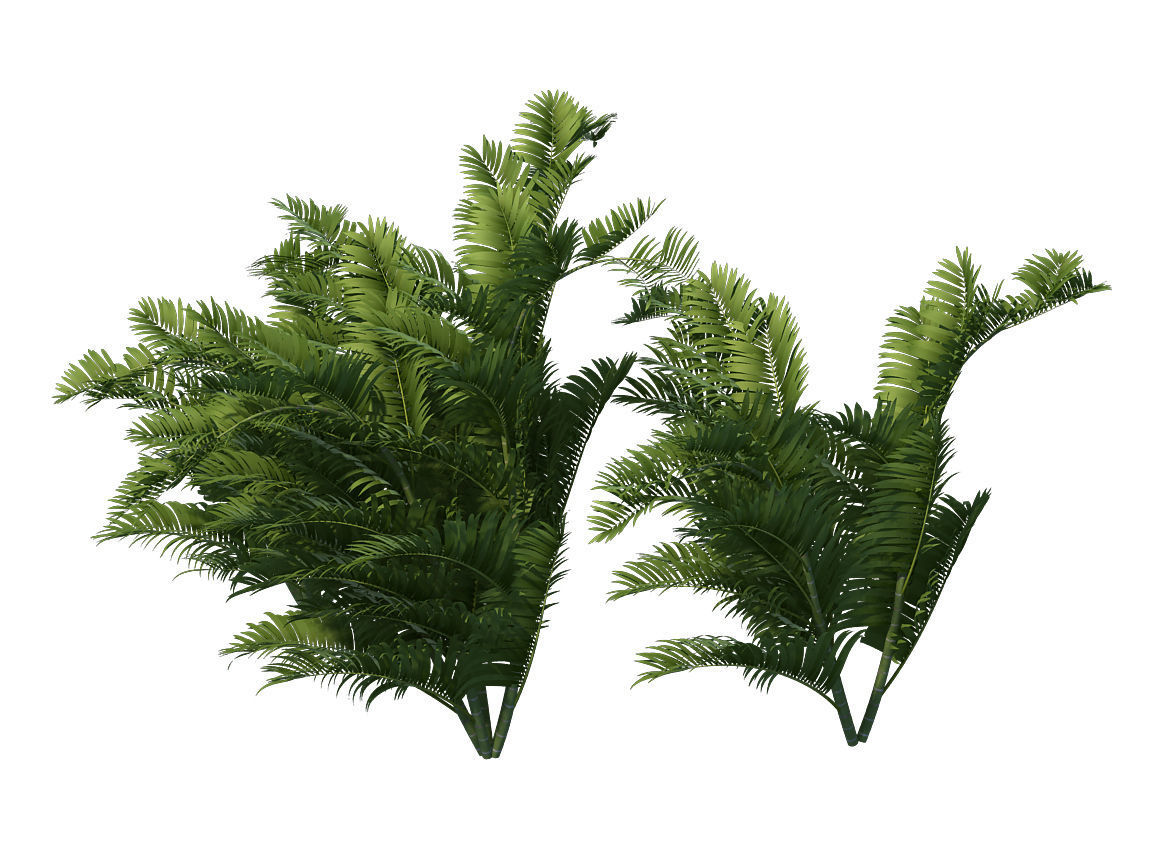 Plant - tropical tree 3D model_1