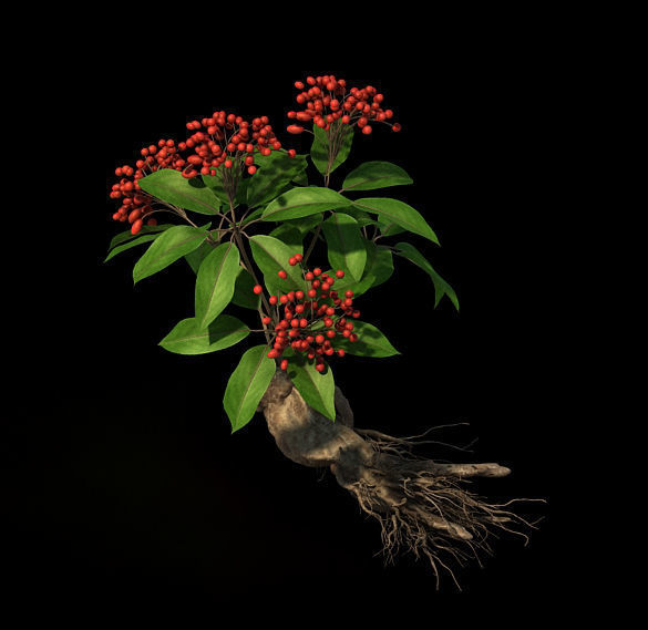Plant - ginseng 3D model_3