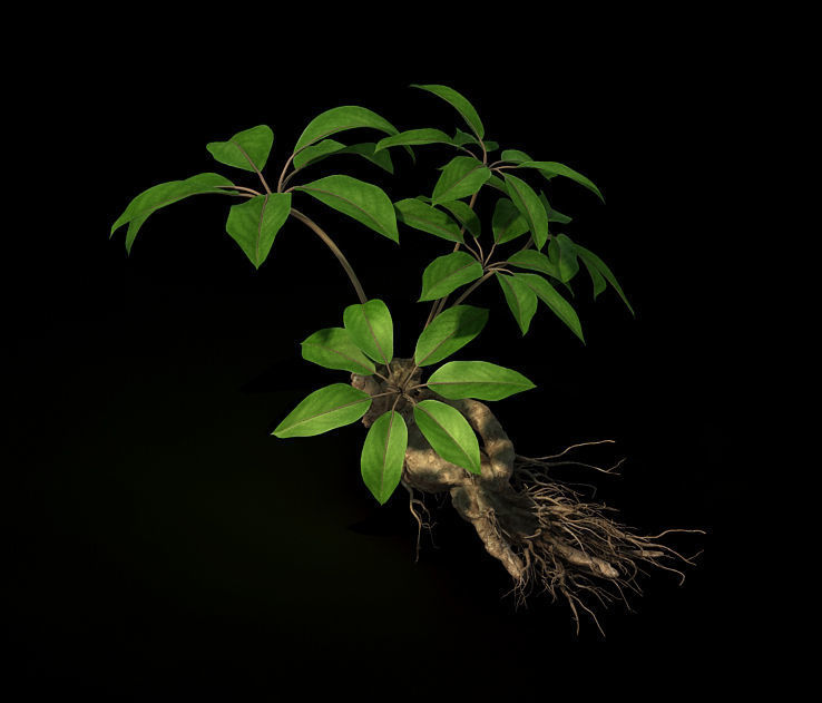 Plant - ginseng 3D model_4