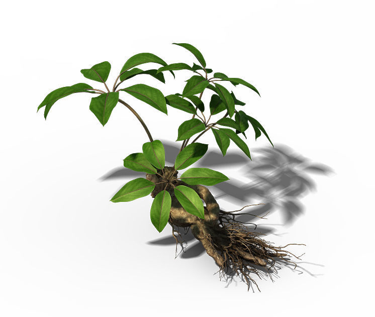 Plant - ginseng 3D model_1