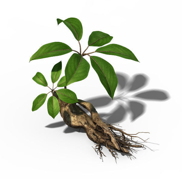 Plant - ginseng 3D model_2
