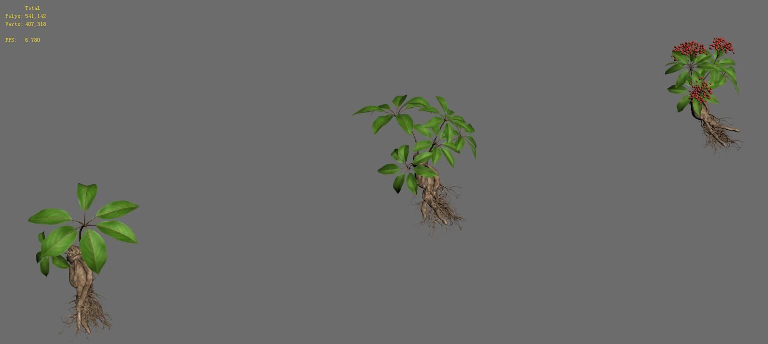 Plant - ginseng 3D model_6
