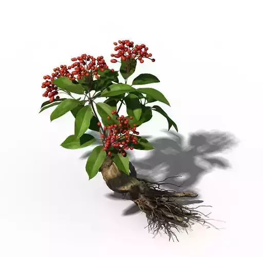 Plant - ginseng 3D model