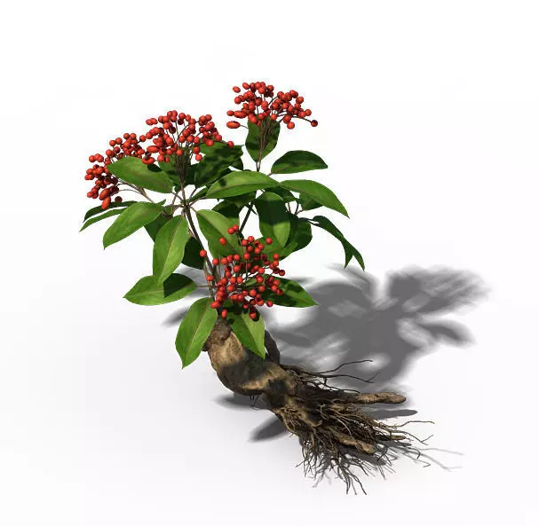 Plant - ginseng 3D model_0