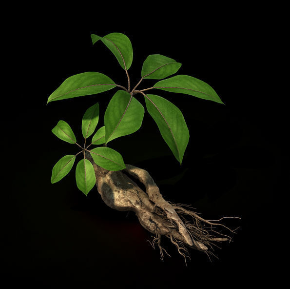 Plant - ginseng 3D model_5