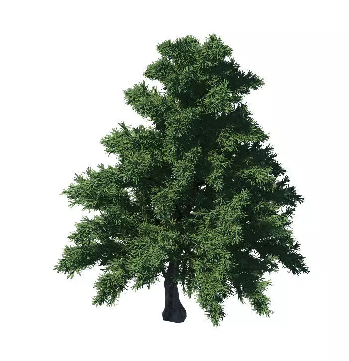 Plant - Pine 36 3D model