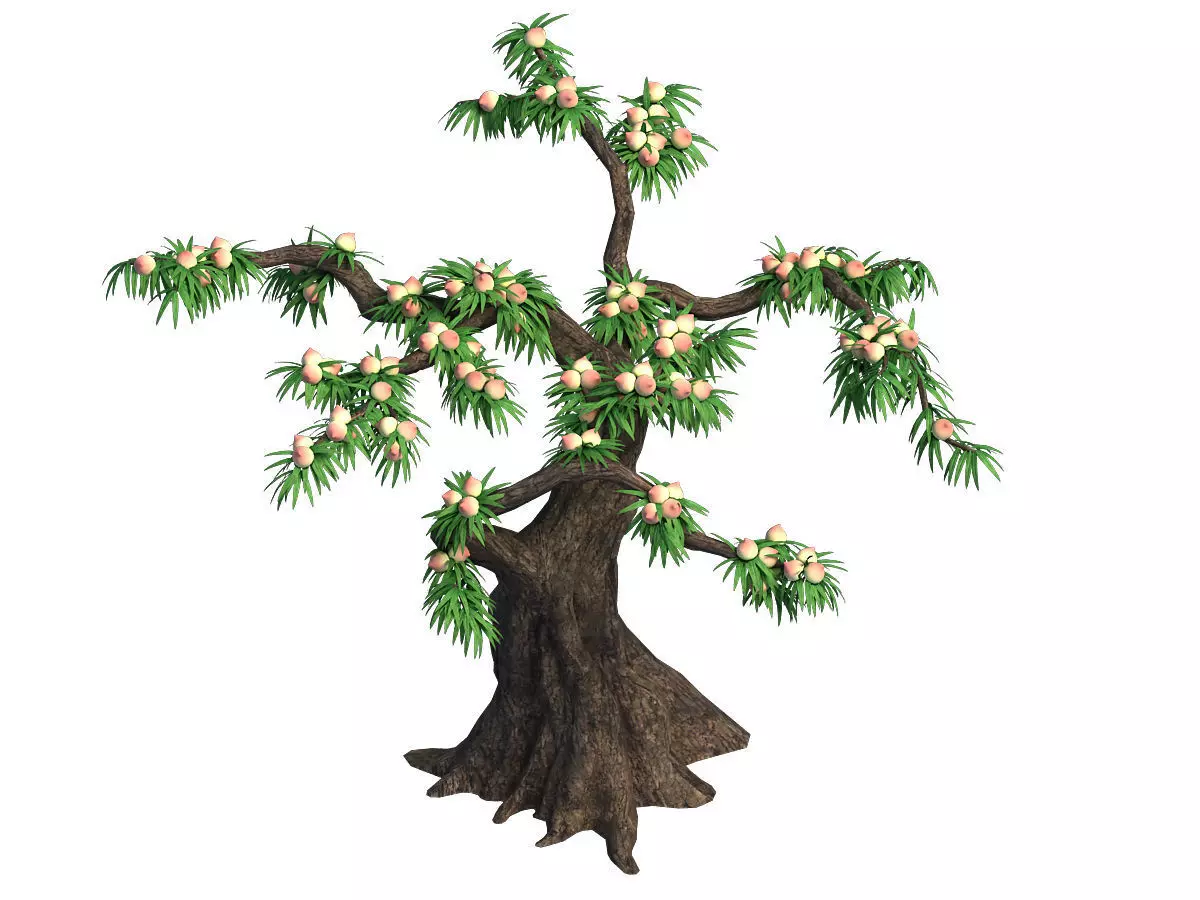 Plant - Peach 033 3D model_0