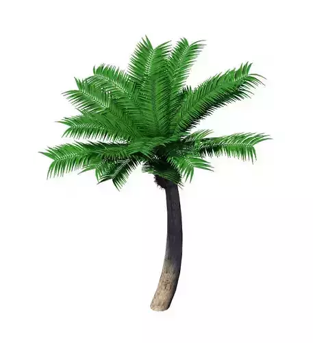 Plant - Coconut Tree 32